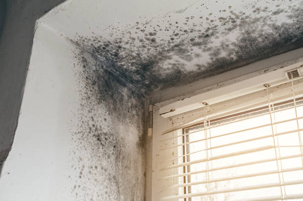 Affordable Mold Remediation solutions in Bennett, NC