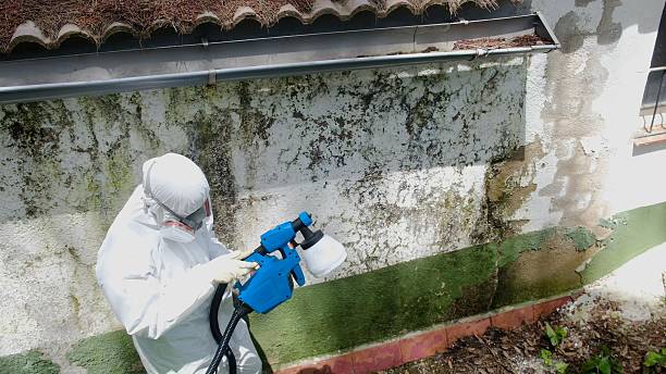 Top rated local Mold Remediation specialists in Bennett, NC